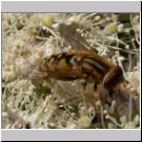 Parahelophilus frutetorum oder versicolor - Teichrandschwebfliege w05.jpg